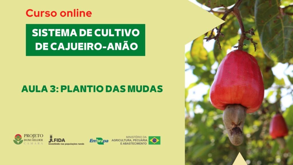 curso online sistema de cultivo de cajueiro anao aula 3 plantio das mudas