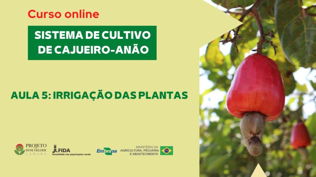 curso online sistema de cultivo de cajueiro anao aula 5 irrigacao das plantas