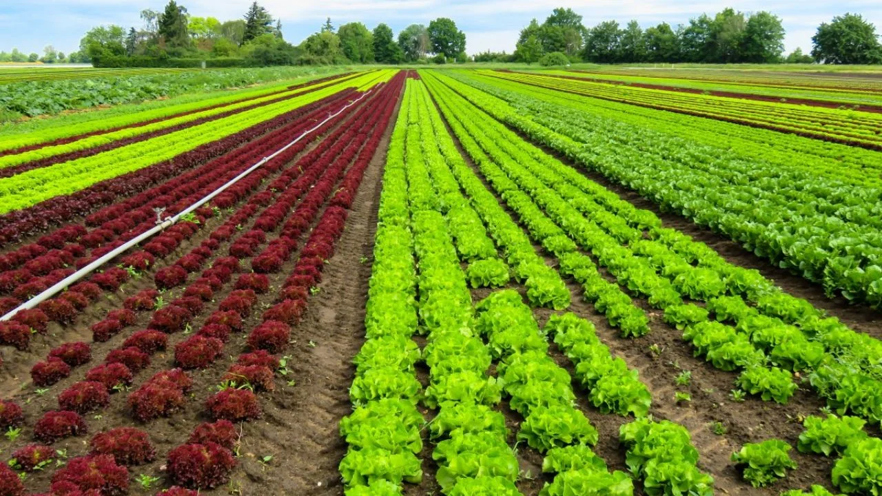 Defesa Agropecuária: Segurança e Abertura de Mercados 13 Segurança e abertura de mercados permearam assuntos da Defesa Agropecuária