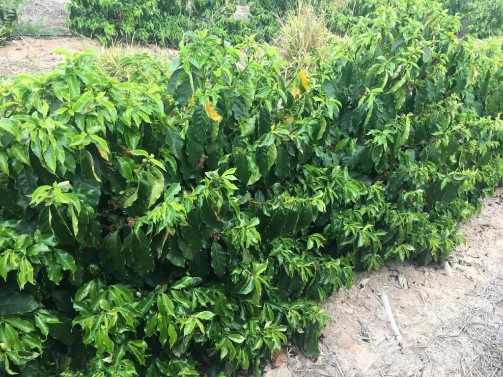 funções e sintomas de deficiência