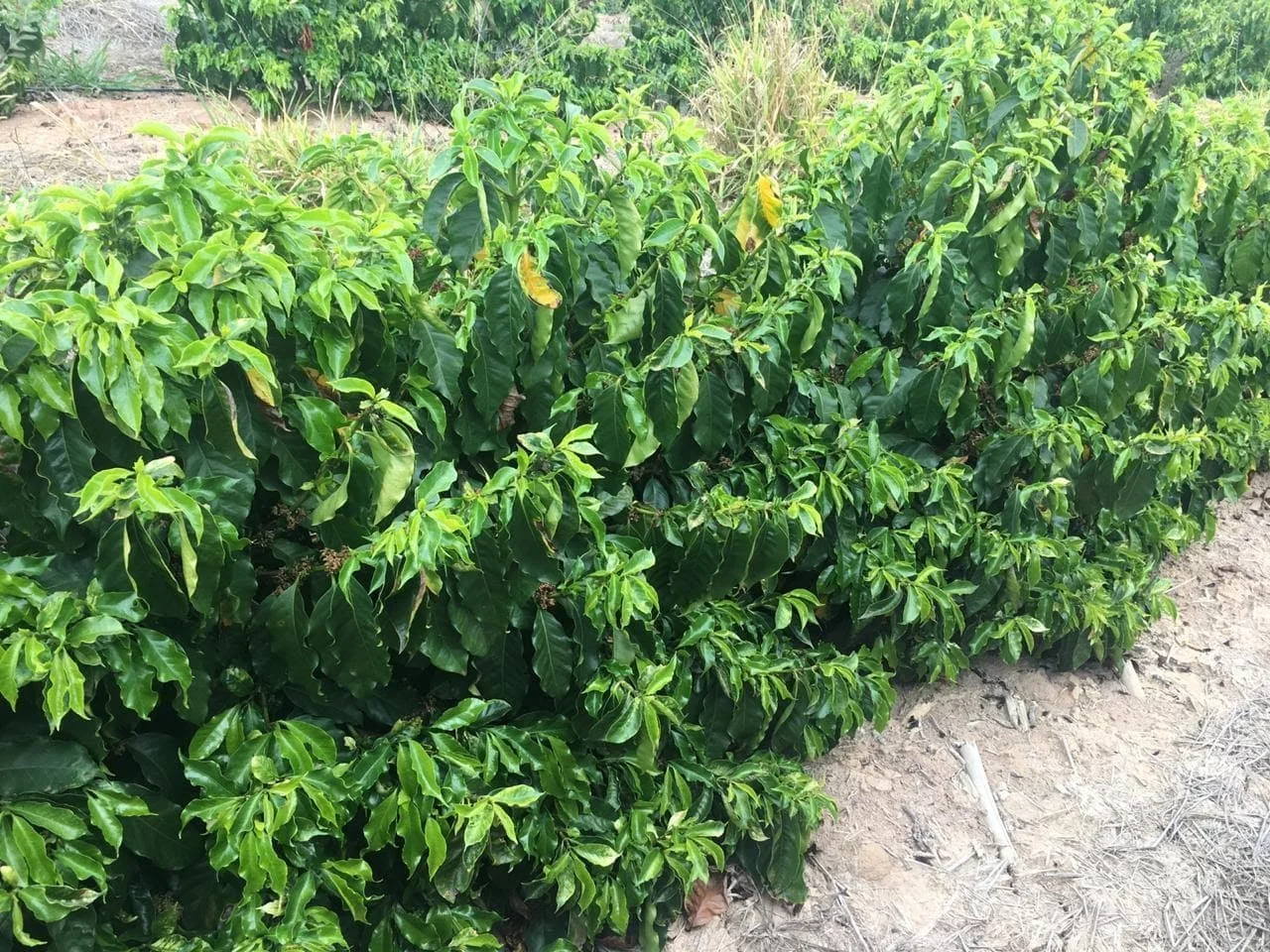 Deficiência: sintomas e funções afetadas