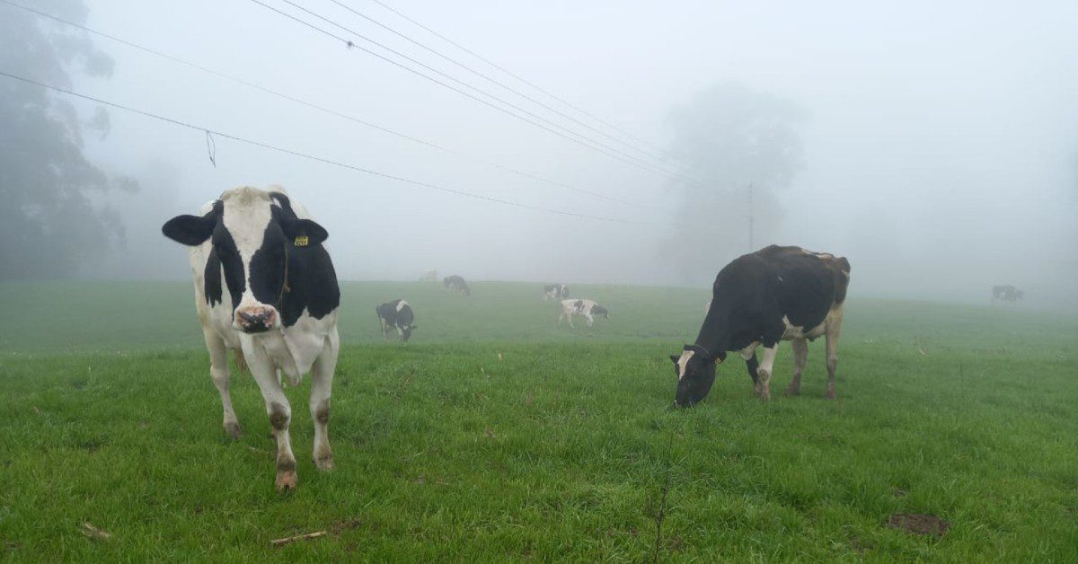 “Desafios na produção de leite em 2023” • Portal DBO