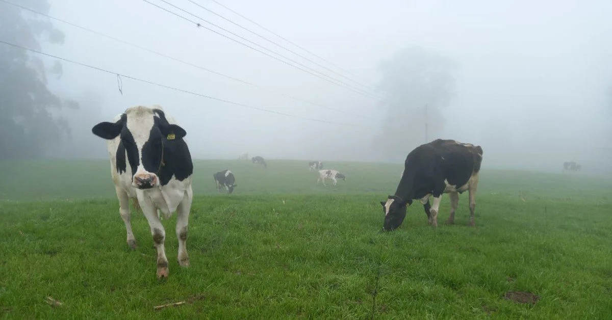 "Desafios na produção de leite em 2023" • Portal DBO 2 baixa remuneração e queda no número de produtores de leite marcam o ano de 2023 • Portal DBO