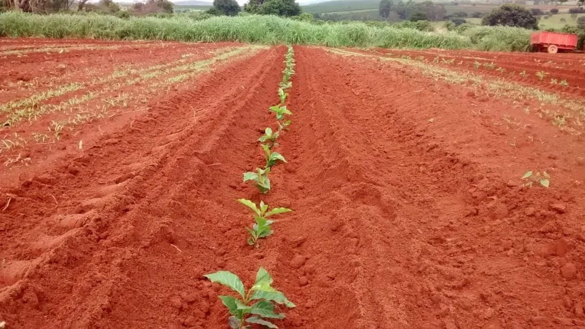 Descubra a influência do plantio do café! 24 Época de plantio do café: qual a influência no desenvolvimento do cafeeiro? SEMENTES