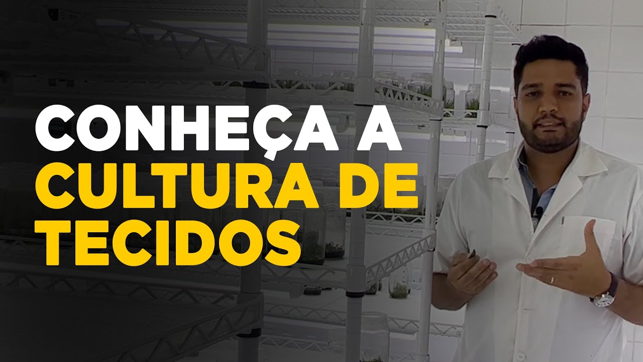 Descubra a Micropropagação de Plantas