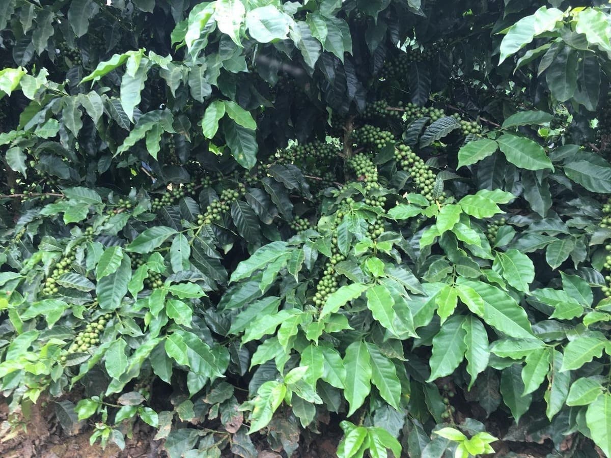 Fenologia do café: conheça suas fases produtivas