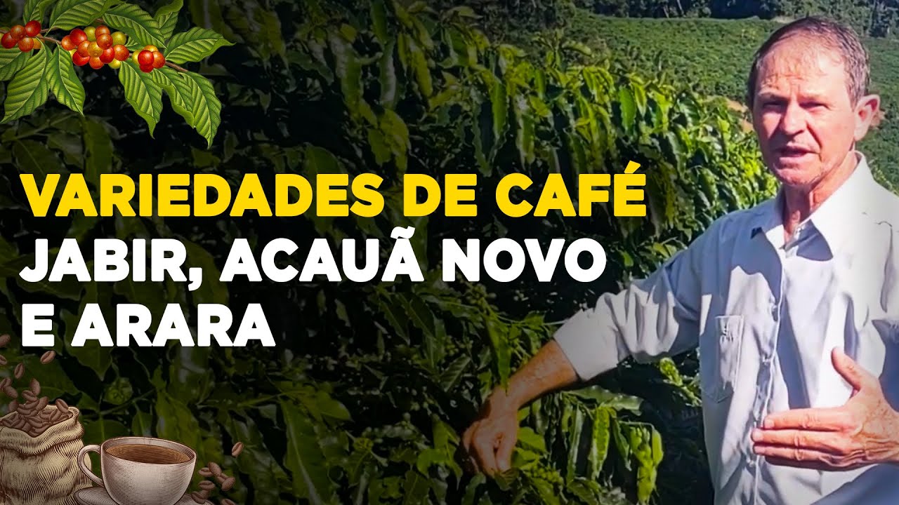 descubra as variedades de cafe jabir acaua novo e arara