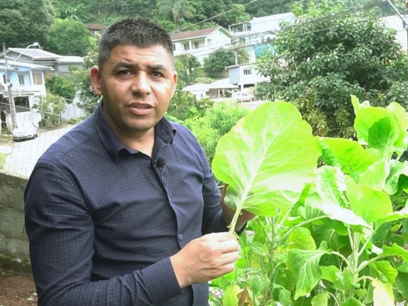 Pulgão da couve: como combater uma das principais pragas da hortaliça