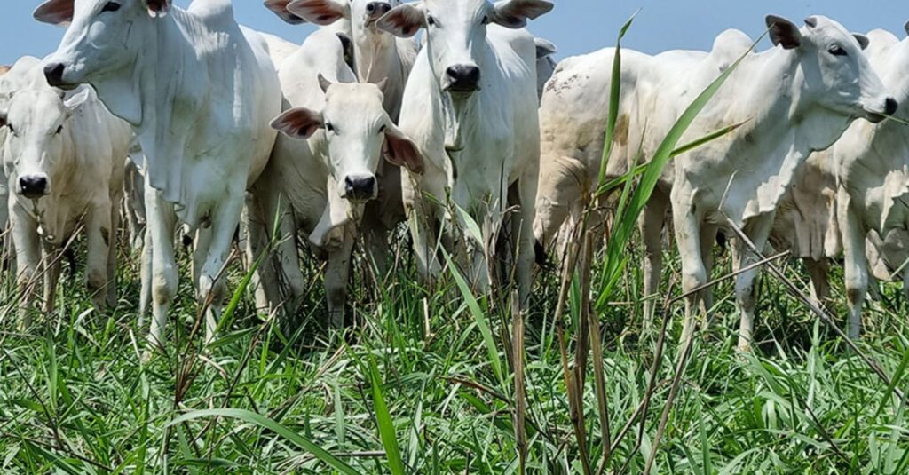 veja cotações e preços no Brasil hoje