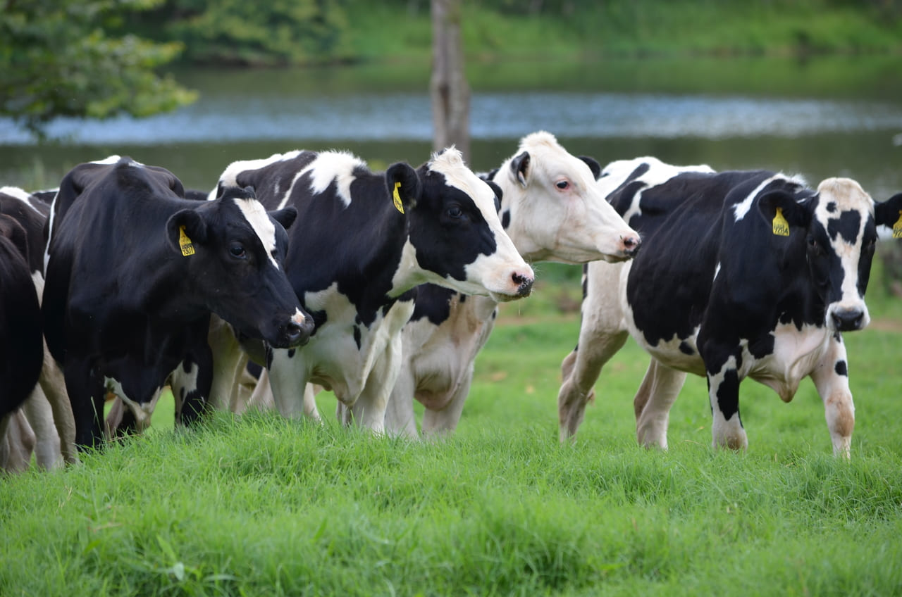 Descubra os prejuízos e controle!