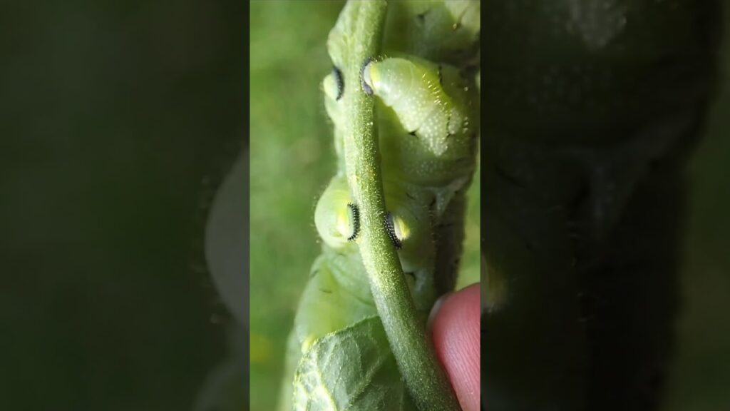 desvendando a lagarta misteriosa