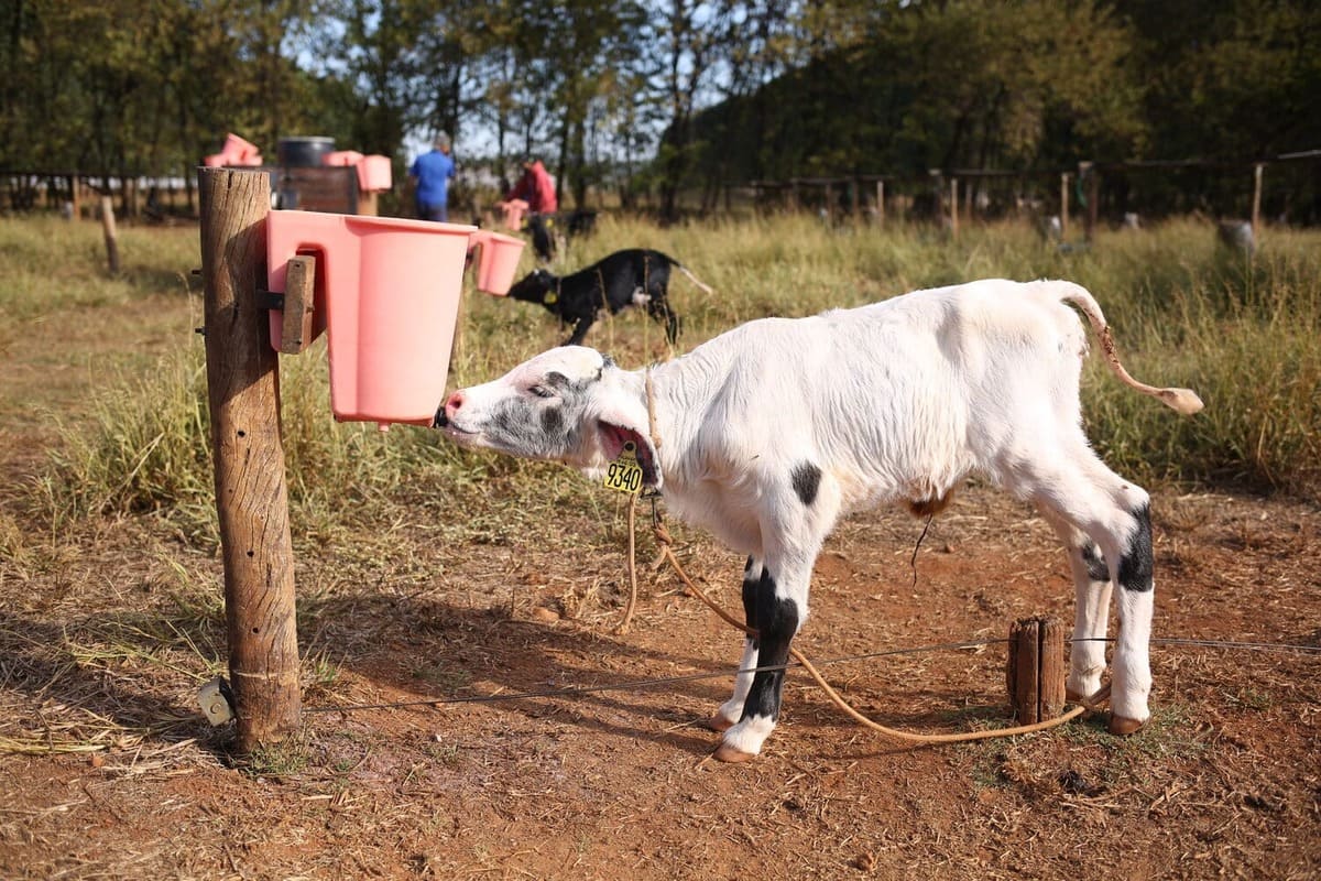 Diarreia em bezerros: prevenção no bezerreiro