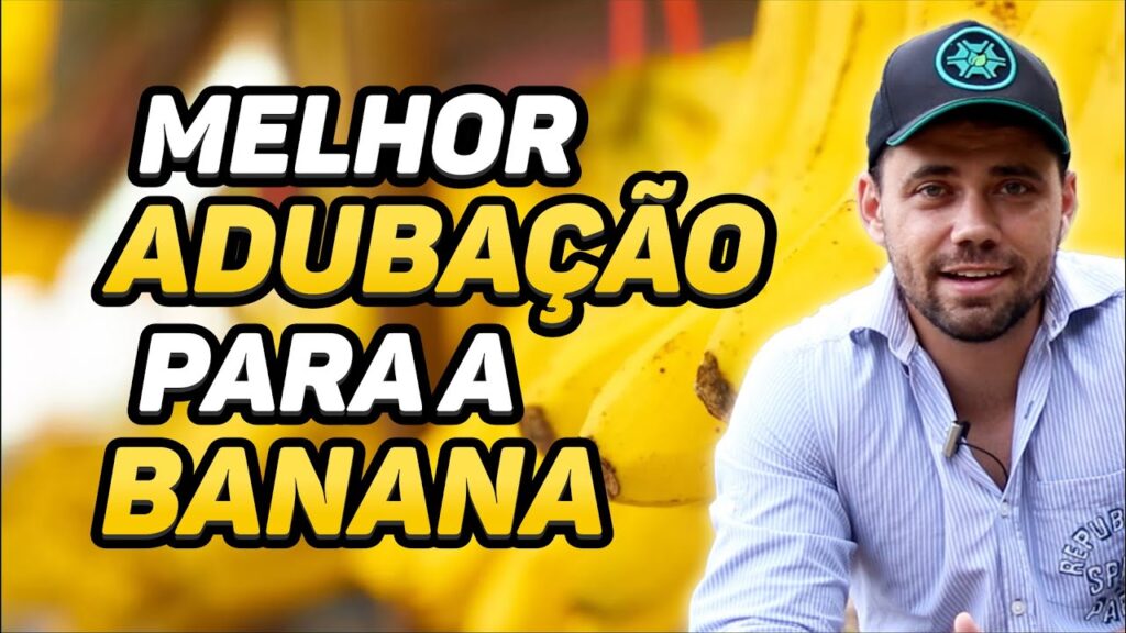 Dicas Essenciais Adubação Banana! 17 dicas essenciais adubacao banana