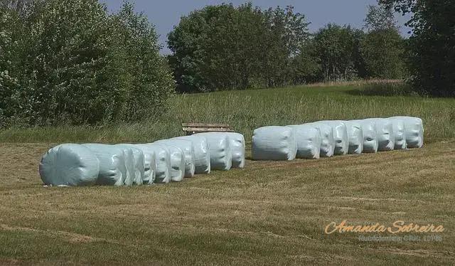 Dicas para Conservação e Armazenamento Eficiente de Silagem