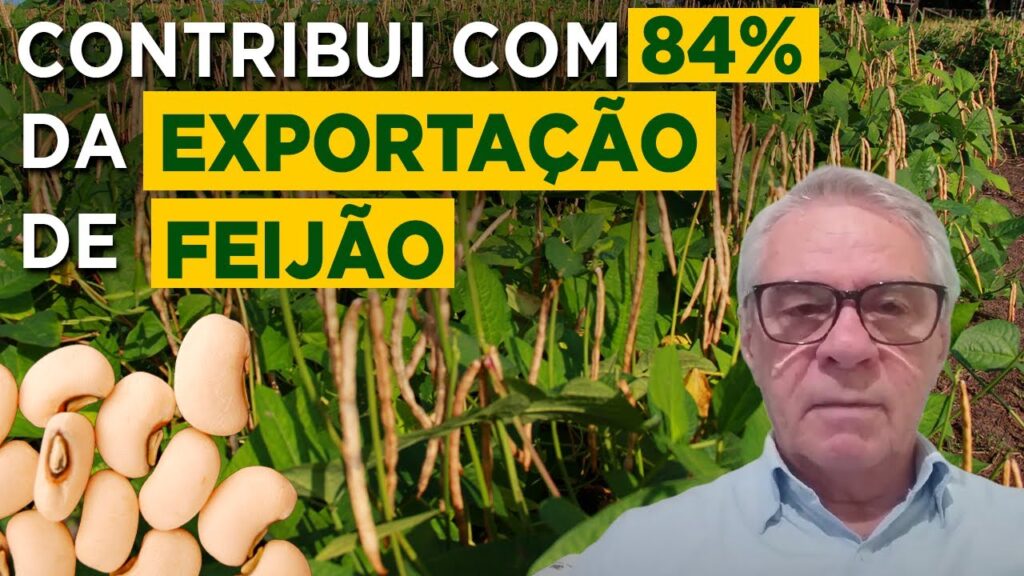 dicas para feijao caupi prof freire