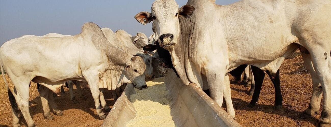Do manejo nutricional de bovinos: entenda a importância