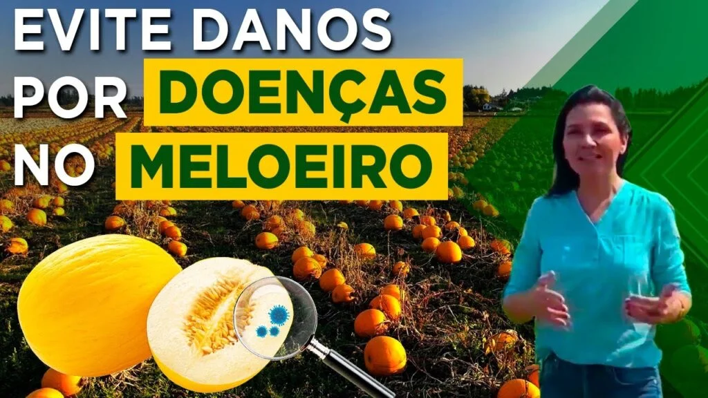 "Doenças do meloeiro: tudo sobre" - Márcia Michelli 2 doencas do meloeiro tudo sobre marcia michelli