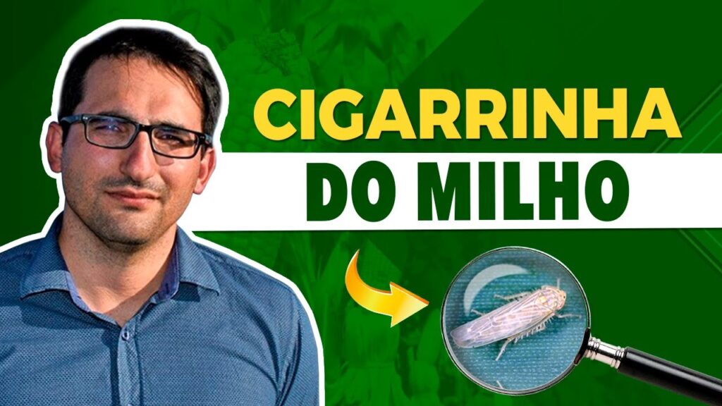domando a cigarrinha no milho mauricio pasini