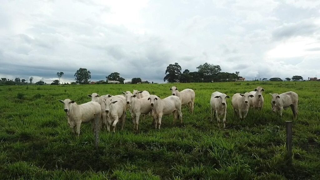 Escore de condição corporal (ECC) de bovinos: saiba a importância