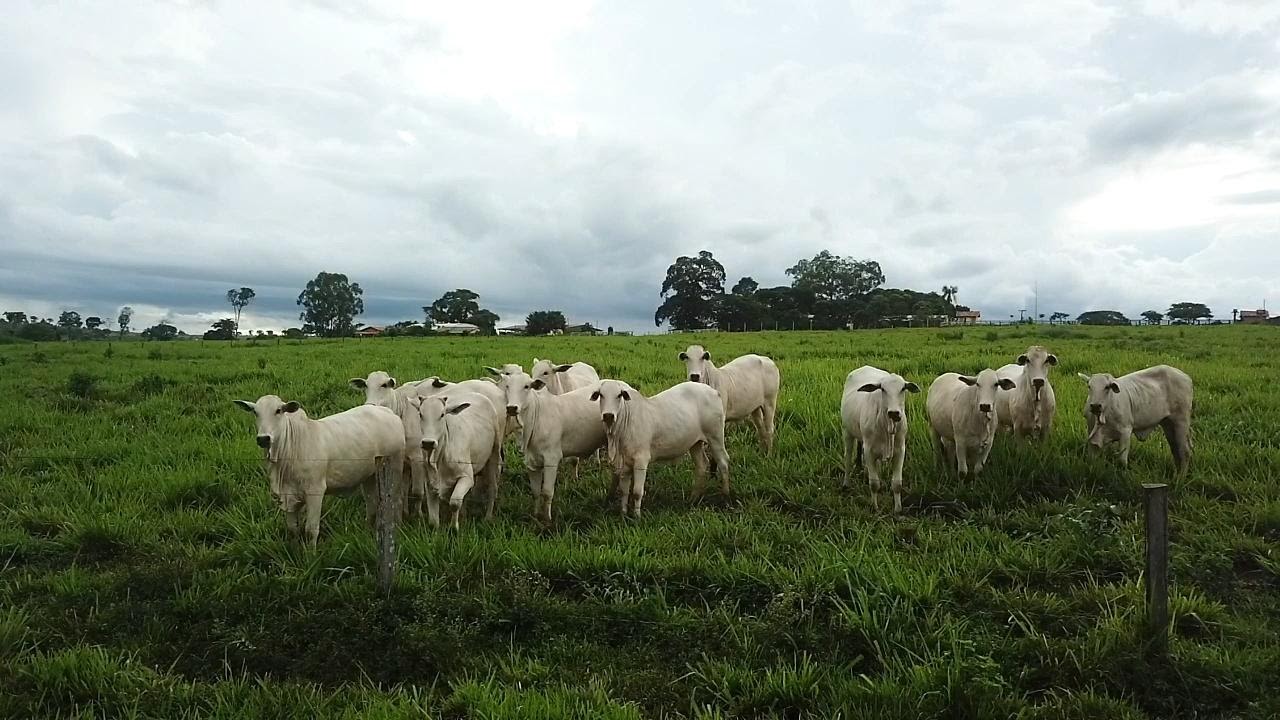 ECC de bovinos: entenda sua importância