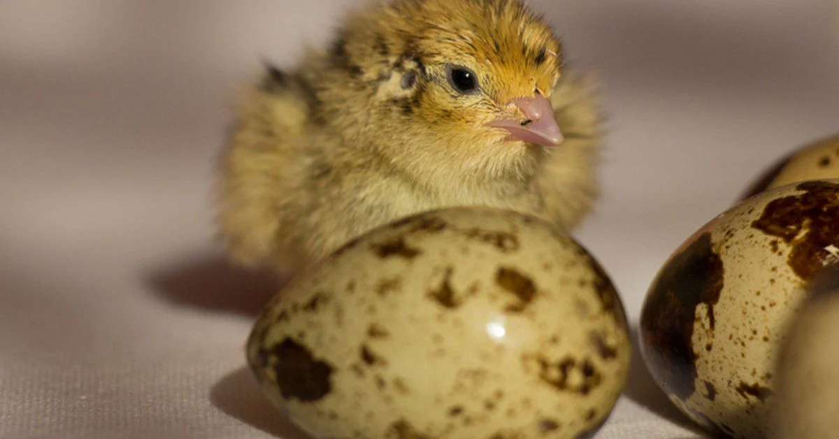 Egypt opens market for Brazilian quail genes • DBO Portal 1 Egito abre mercado para exportação de material genético de codorna do Brasil • Portal DBO
