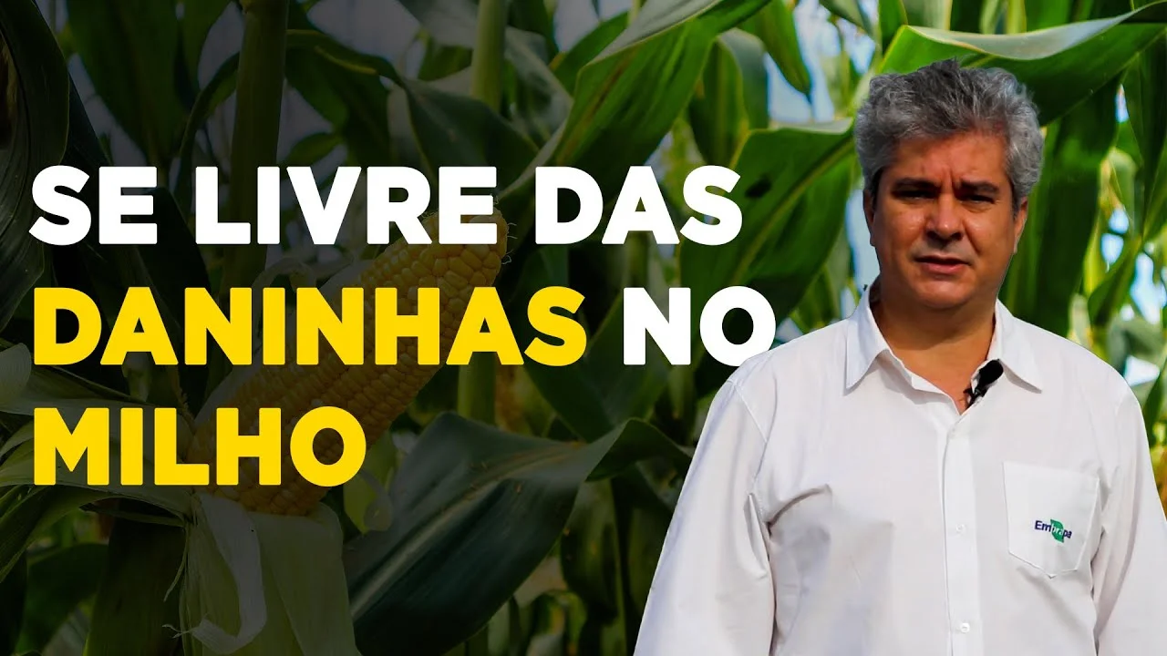 Elimine as plantas indesejadas no milho! 6 elimine as plantas indesejadas no milho