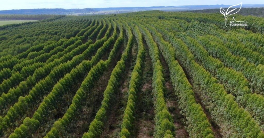 Embrapa avalia clones de eucalipto em MT 6 Embrapa irá avaliar clones de eucalipto para biomassa em MT