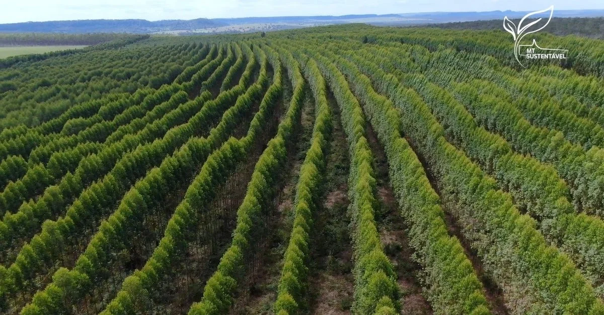 Embrapa avalia clones de eucalipto em MT 1 Embrapa irá avaliar clones de eucalipto para biomassa em MT