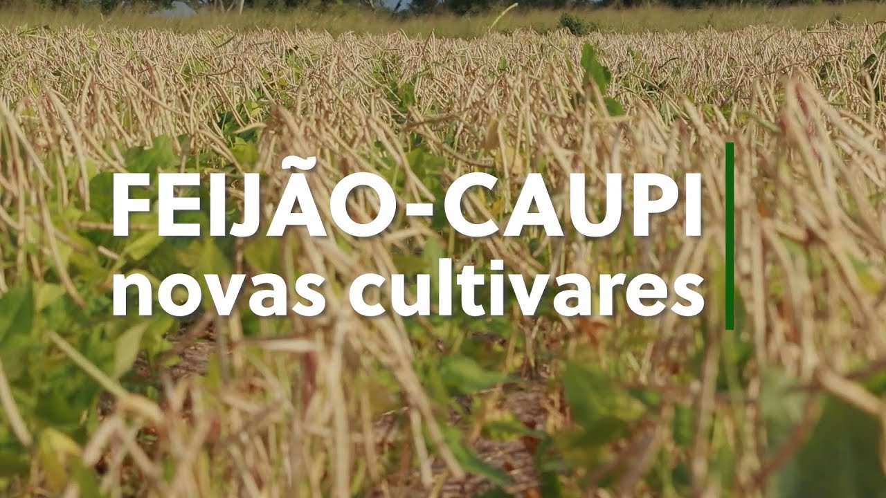 embrapa busca produtores de sementes de feijao caupi