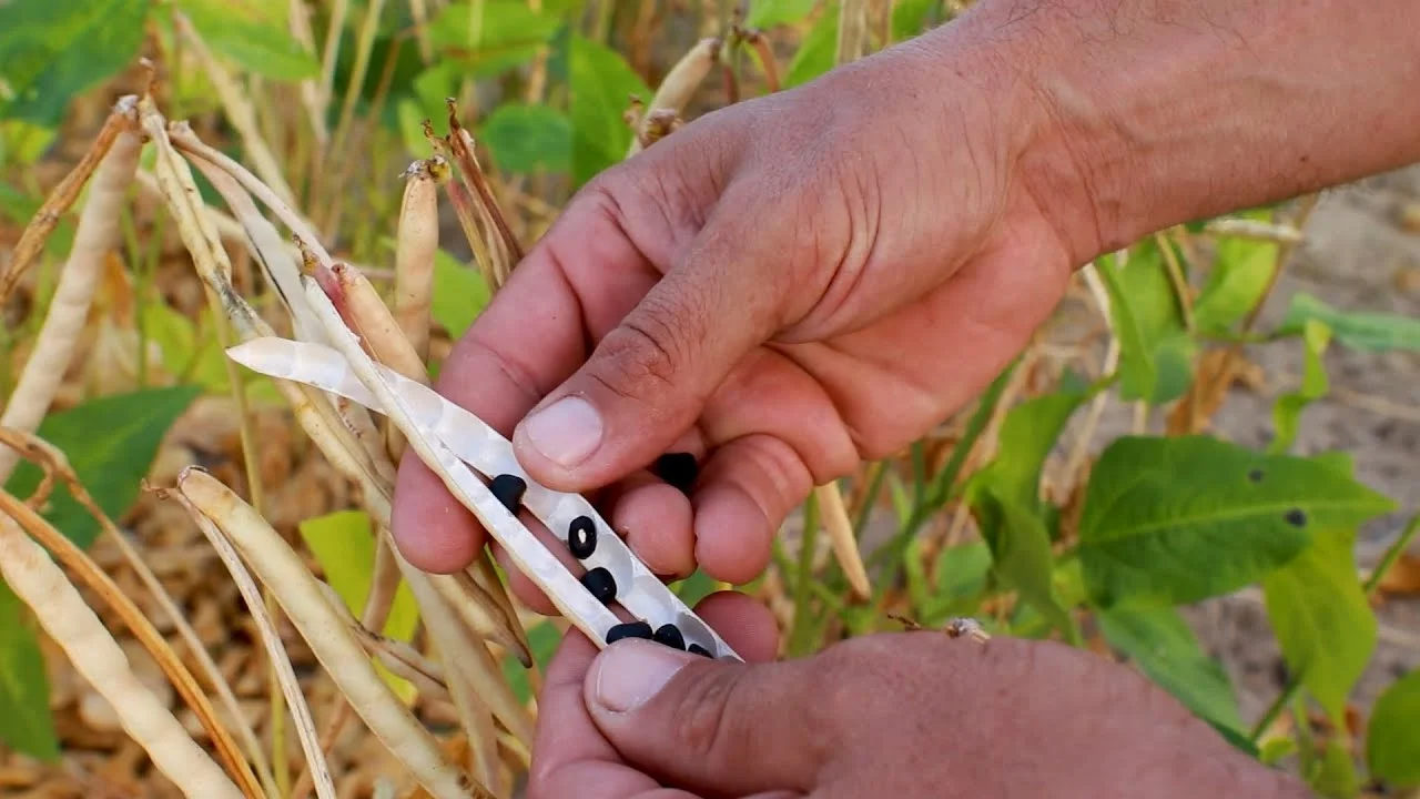 Embrapa busca produtores de sementes para novas cultivares de feijão-caupi