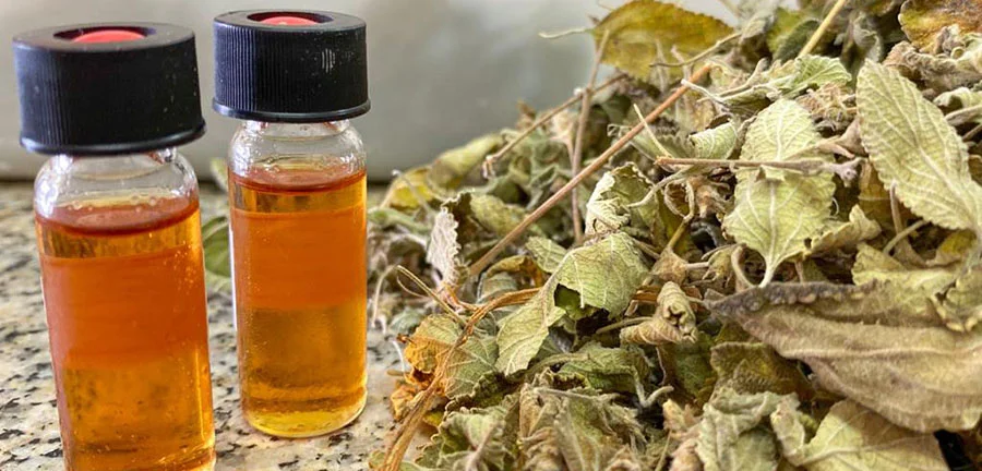 Boletim de Pautas da Empresa Brasileira de Pesquisa Agropecuária, Embrapa – Jornal Dia Dia