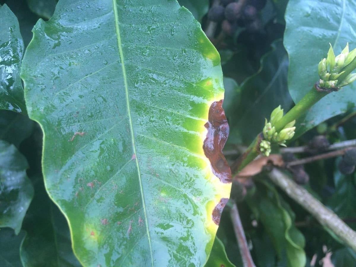 Mancha Aureolada e Cercosporiose: quais são as diferenças?