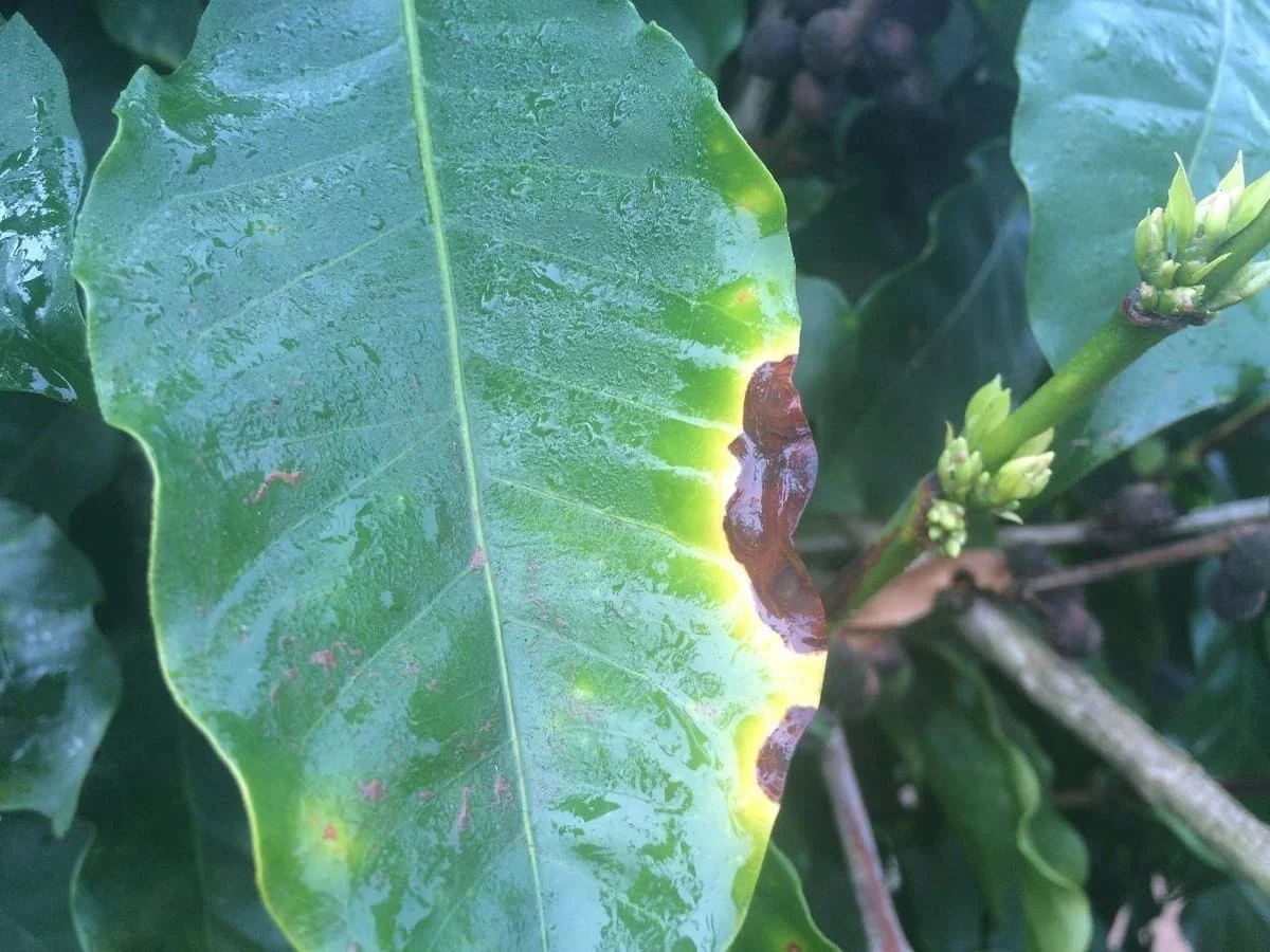 Entenda as diferenças: Mancha Aureolada x Cercosporiose
