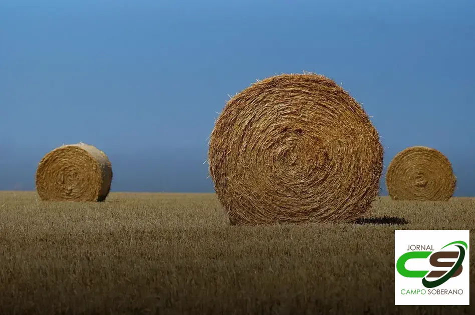 silagem de capim de forma adequada