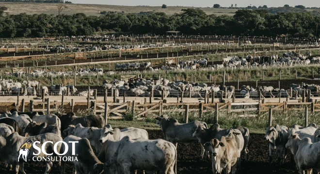 Estabilidade nos preços do boi em SP 2 estabilidade nos precos do boi em sp 1