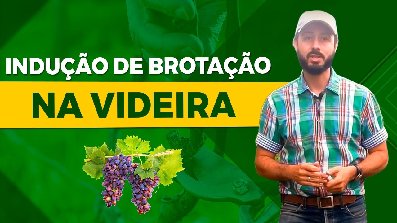estimulo de brotacao na videira pos poda