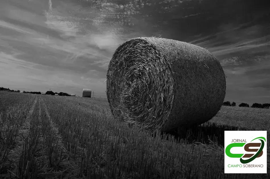 Estratégias de Alimentação para Gado Leiteiro