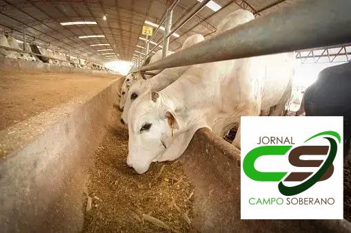 Estratégias para Maximizar os Benefícios do Mega Sorgo