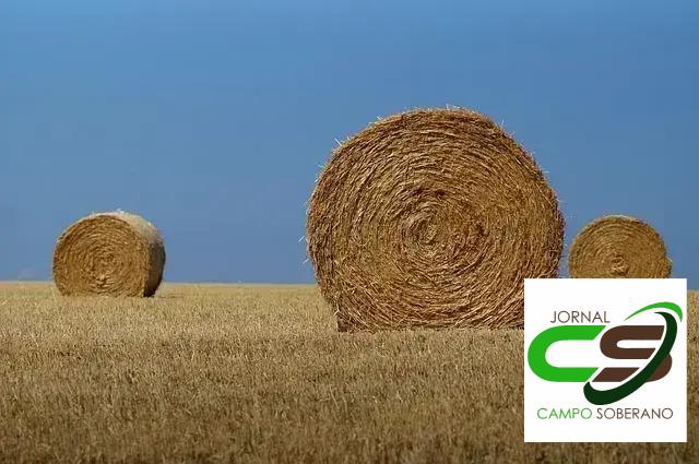 Estratégias para Produção de Carne