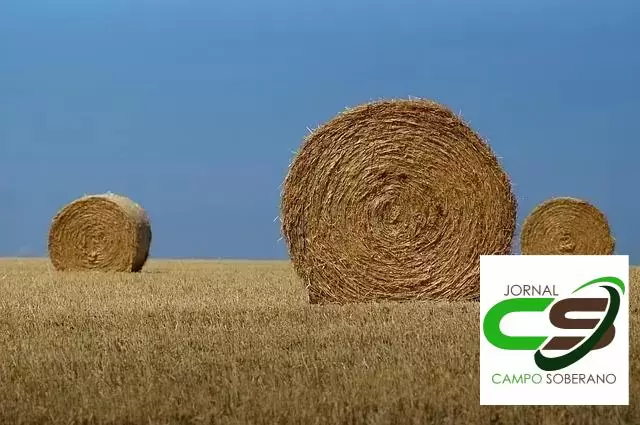 Estratégias para Produção de Carne