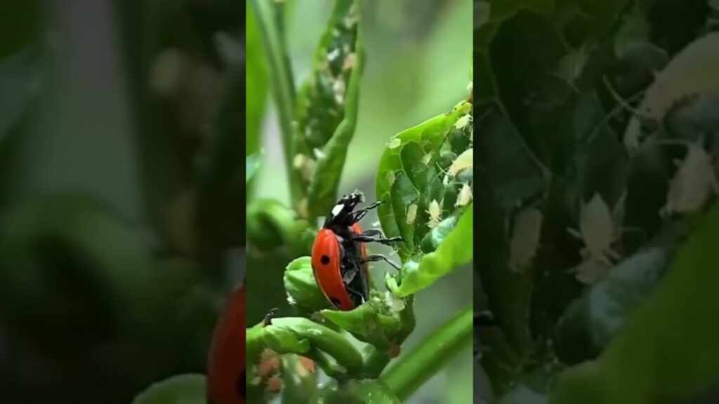 f09f909e batalha biologica controle na pratica
