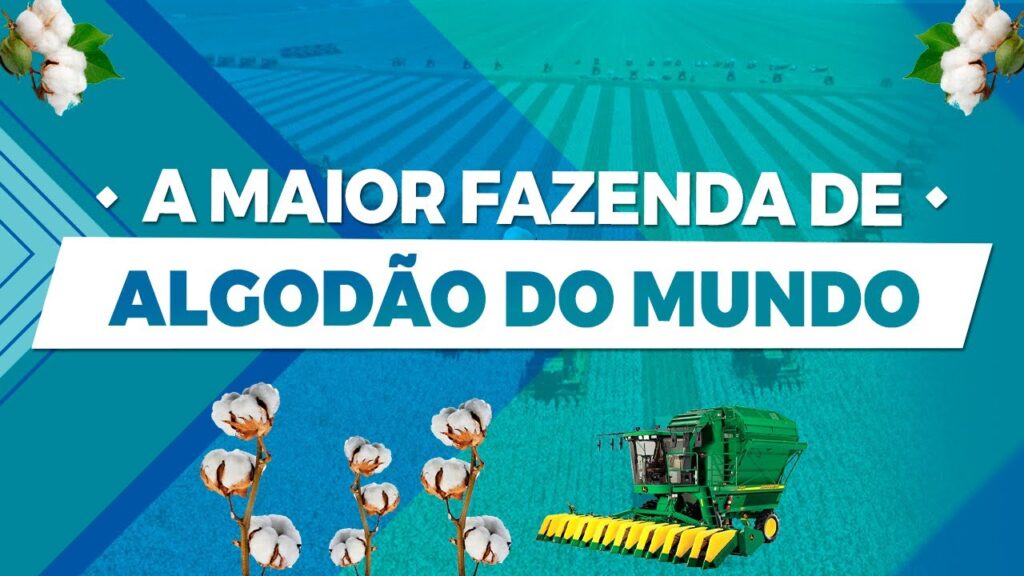 fazenda de algodao gigante