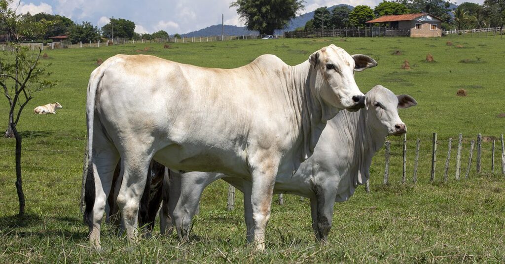 CNA discute impactos da queda do preço da arroba do boi para o produtor • Portal DBO