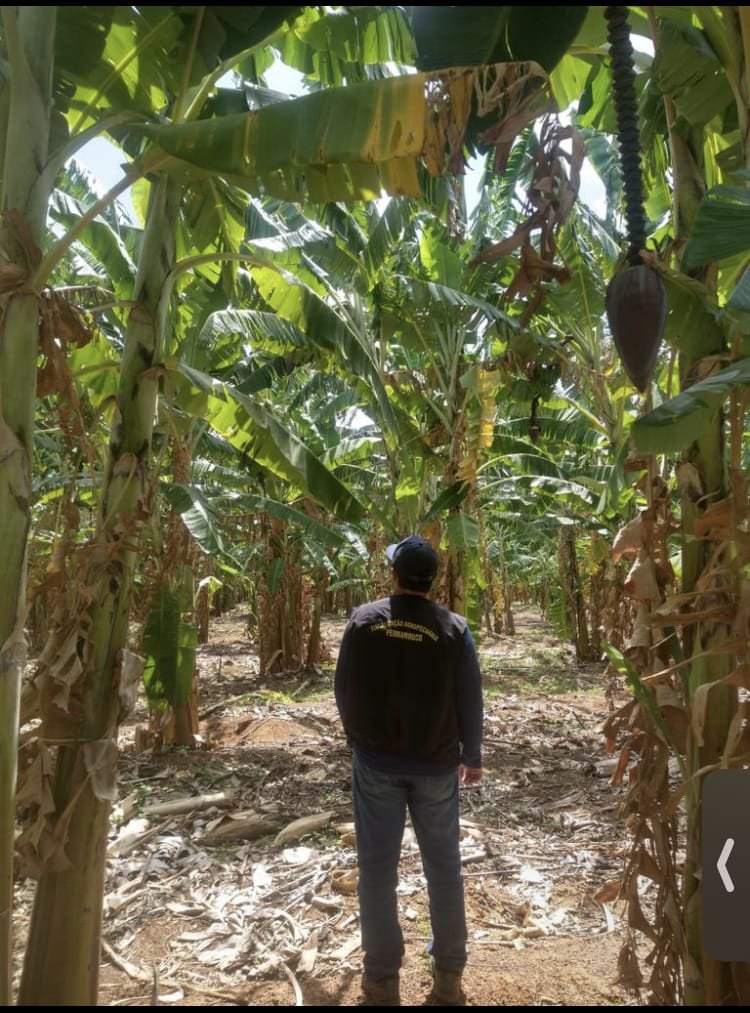 Fiscais de Defesa Agropecuária Aprovados por Raquel Lyra