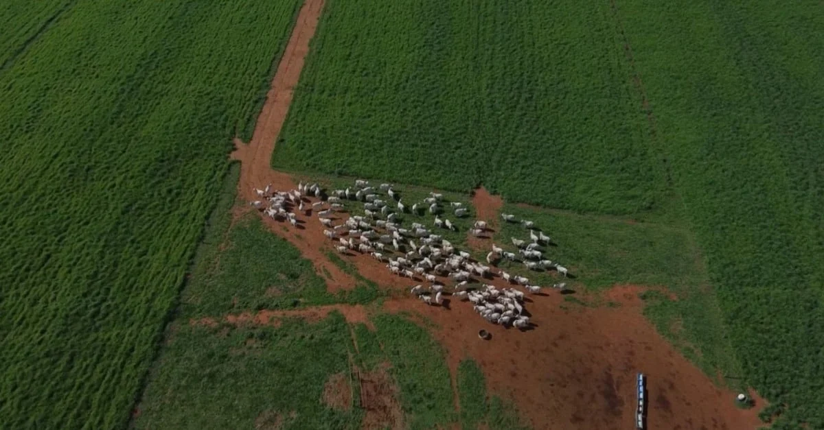 Foco na parição: esqueça a estação de monta! 1 Esqueça a estação de monta, foque na época de parição