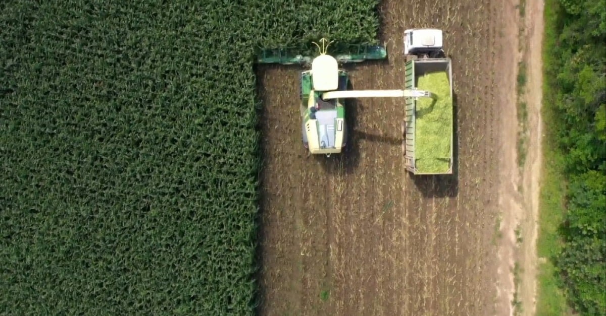 Conheça as forrageiras ideais para uma silagem de alta produção