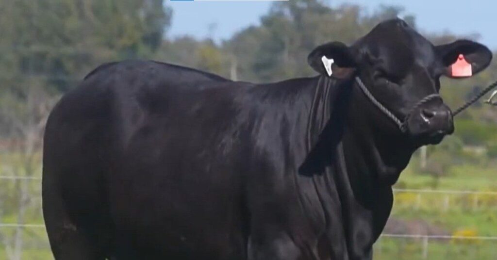 "Genética de elite: fêmeas Angus e Brangus na AgroOttoni" • Portal DBO 16 AgroOttoni apresenta produção de fêmeas Angus e Brangus • Portal DBO