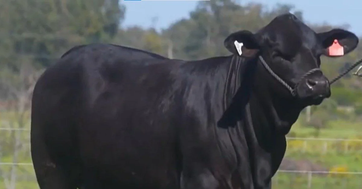 “Genética de elite: fêmeas Angus e Brangus na AgroOttoni” • Portal DBO