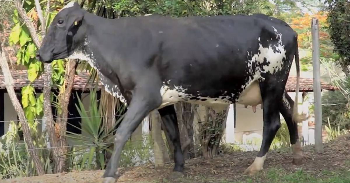 “Genética do Leite: 5º Leilão Virtual de Fêmeas Girolando” – Médias de Negociação no Portal DBO