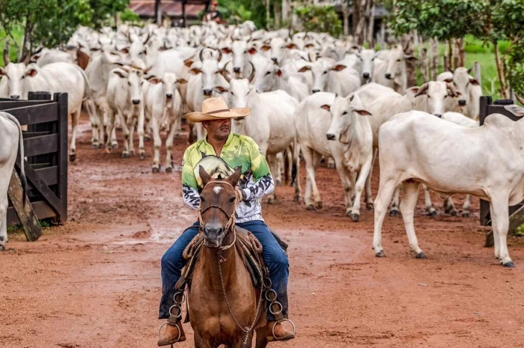 Genial lança fundo para captar até R$ 50 milhões e investir em pecuarista | Boi